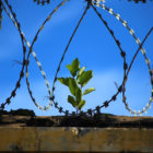 Parole: Small green plant breaking through dirt against curb while fenced in.