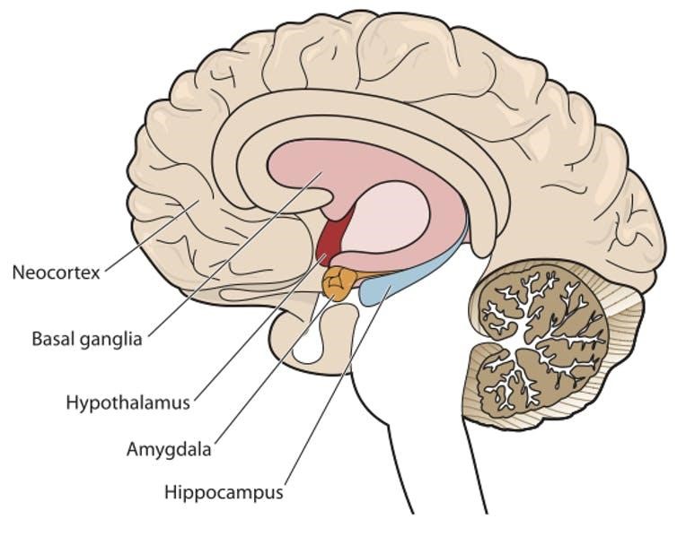 teen brain: diagram of hippocampus and amygdala