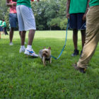 dog training: Bottom view of 5 people, 1 holding leash of Yorkshire terrier