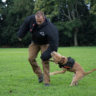 dog training: Dog bites sleeve of man in padded jacket running alongside him outdoors
