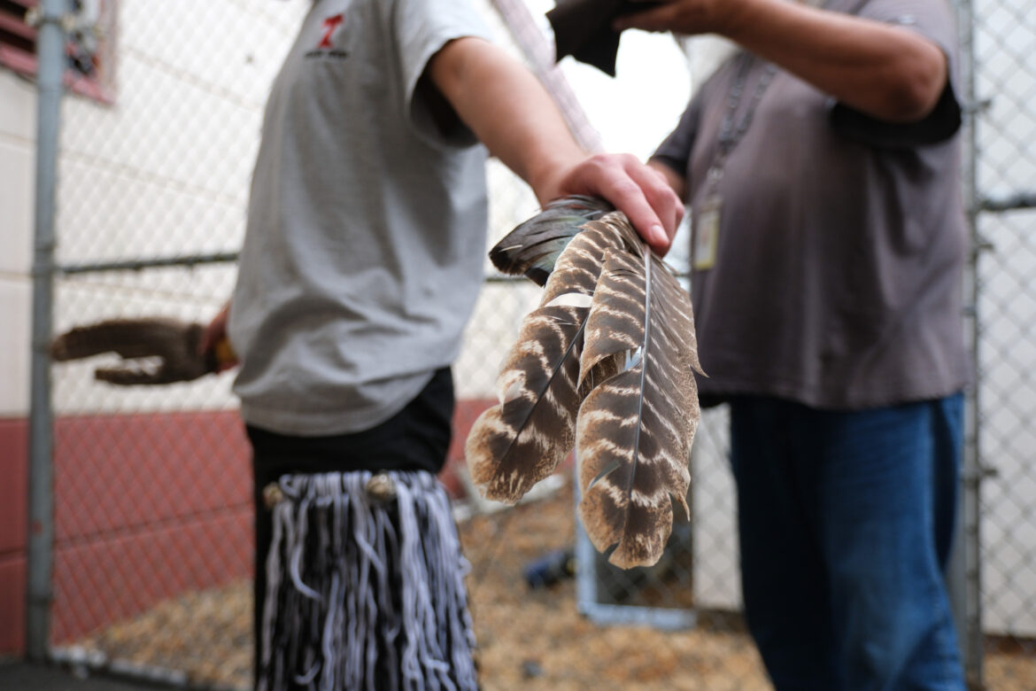 Native American rituals: Closeup of person's left arm. chest and legs in gray t-shirt and jeans holding two large eagle feathers